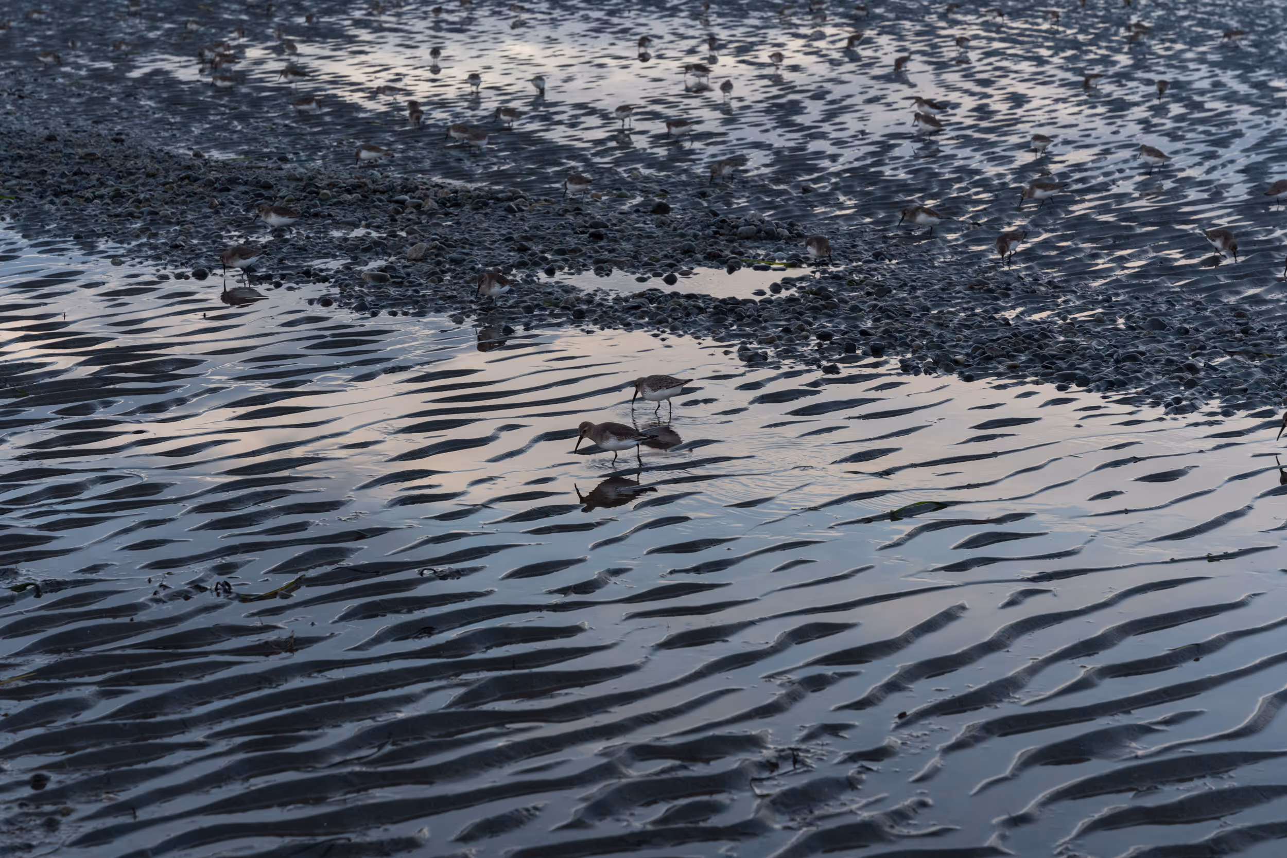 Centennial Beach. Delta, BC. 2022.