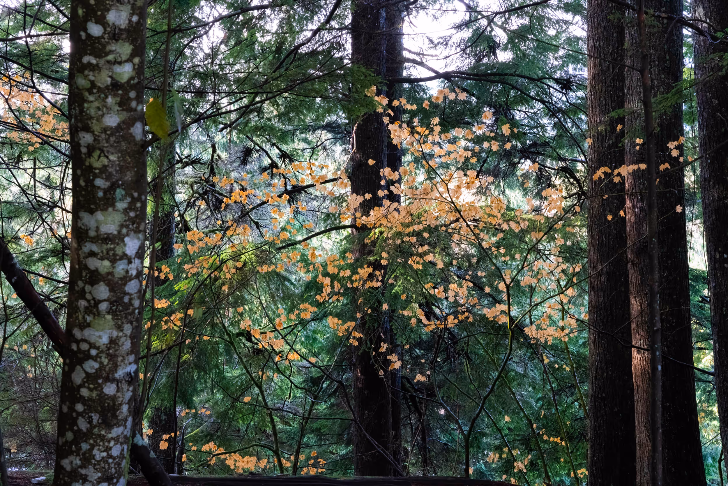 Squamish, BC. 2022.