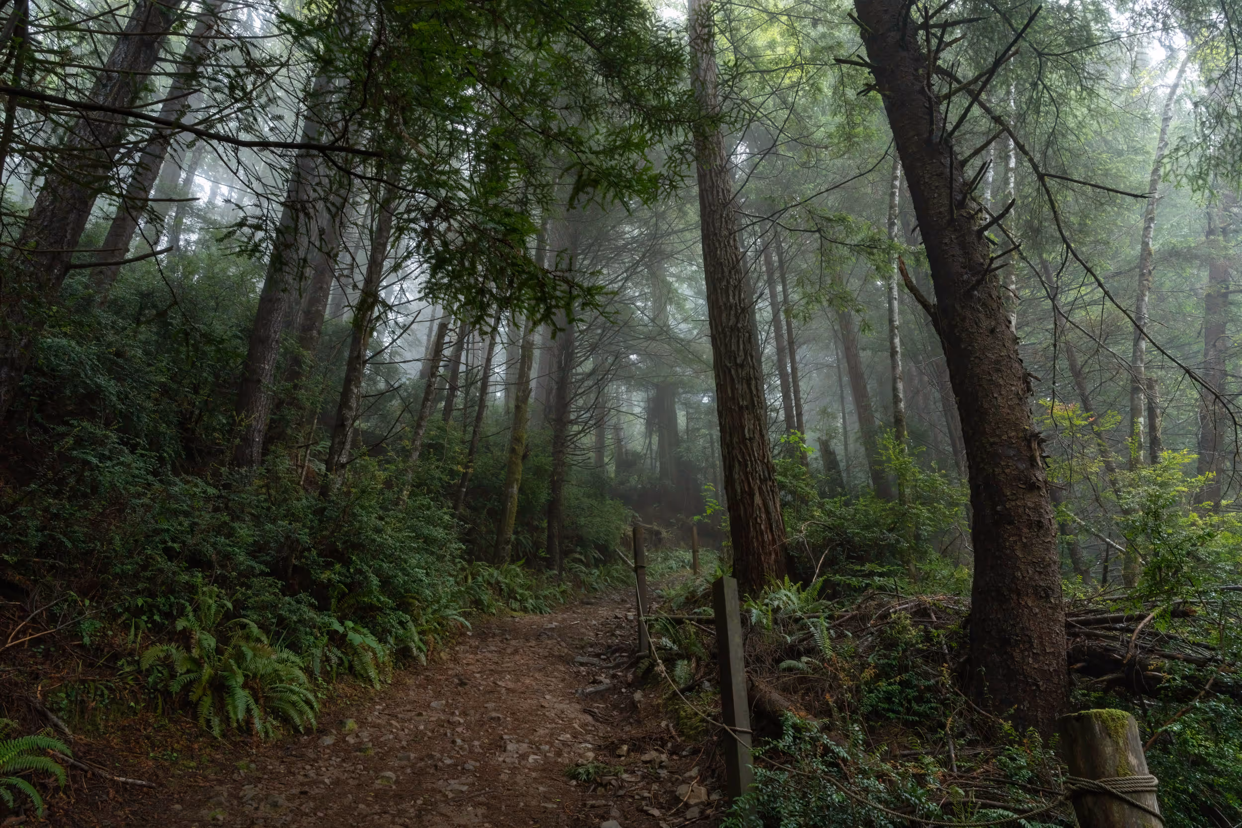 Trees of Mystery. Klamath, CA. 2022.