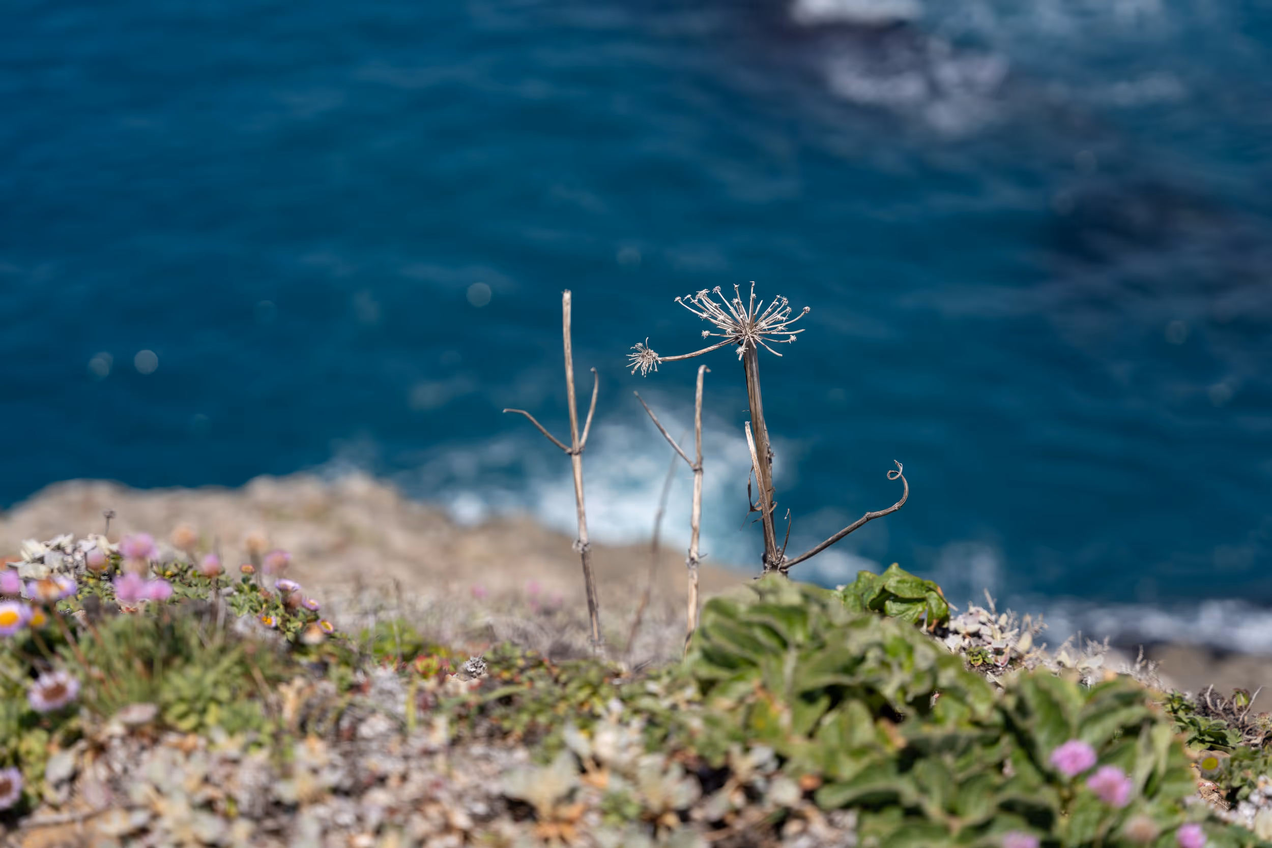 Mendocino, CA. 2022.