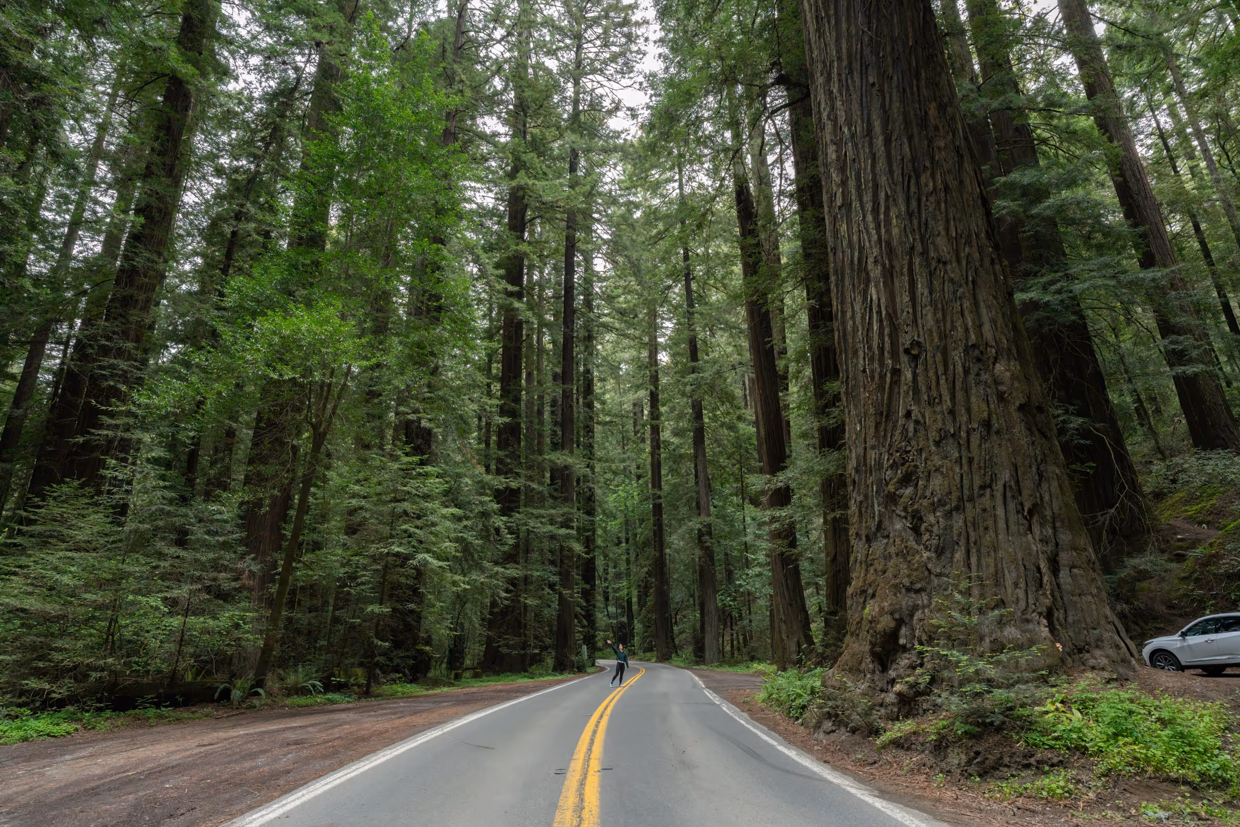 Redwood National and State Parks, CA. 2022.
