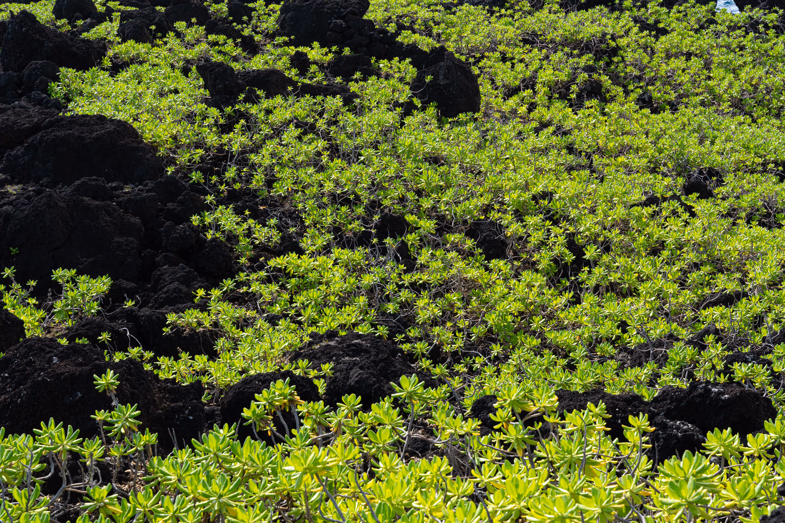 Black Sand Beach. Maui. 2021.