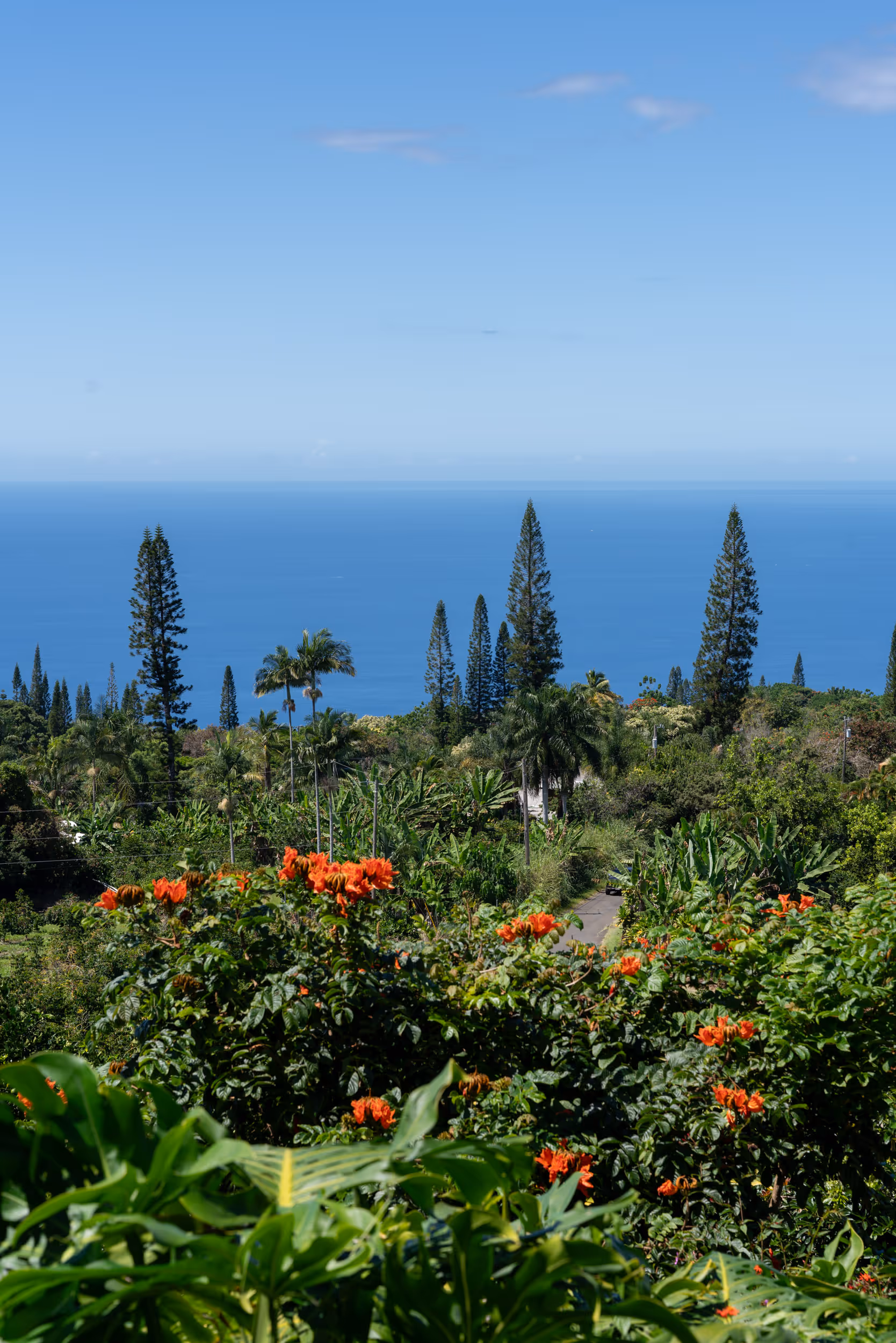 Heavenly Hawaiian Kona Coffee Farm. Hawaii. 2024.
