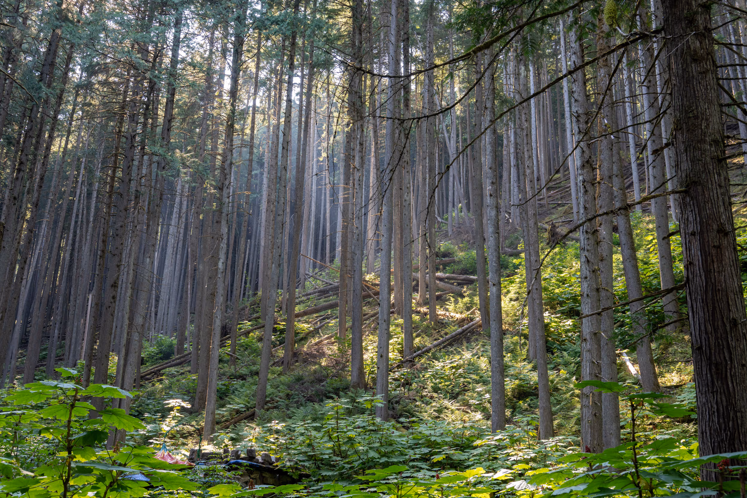 The Enchanted Forest. BC, 2024.