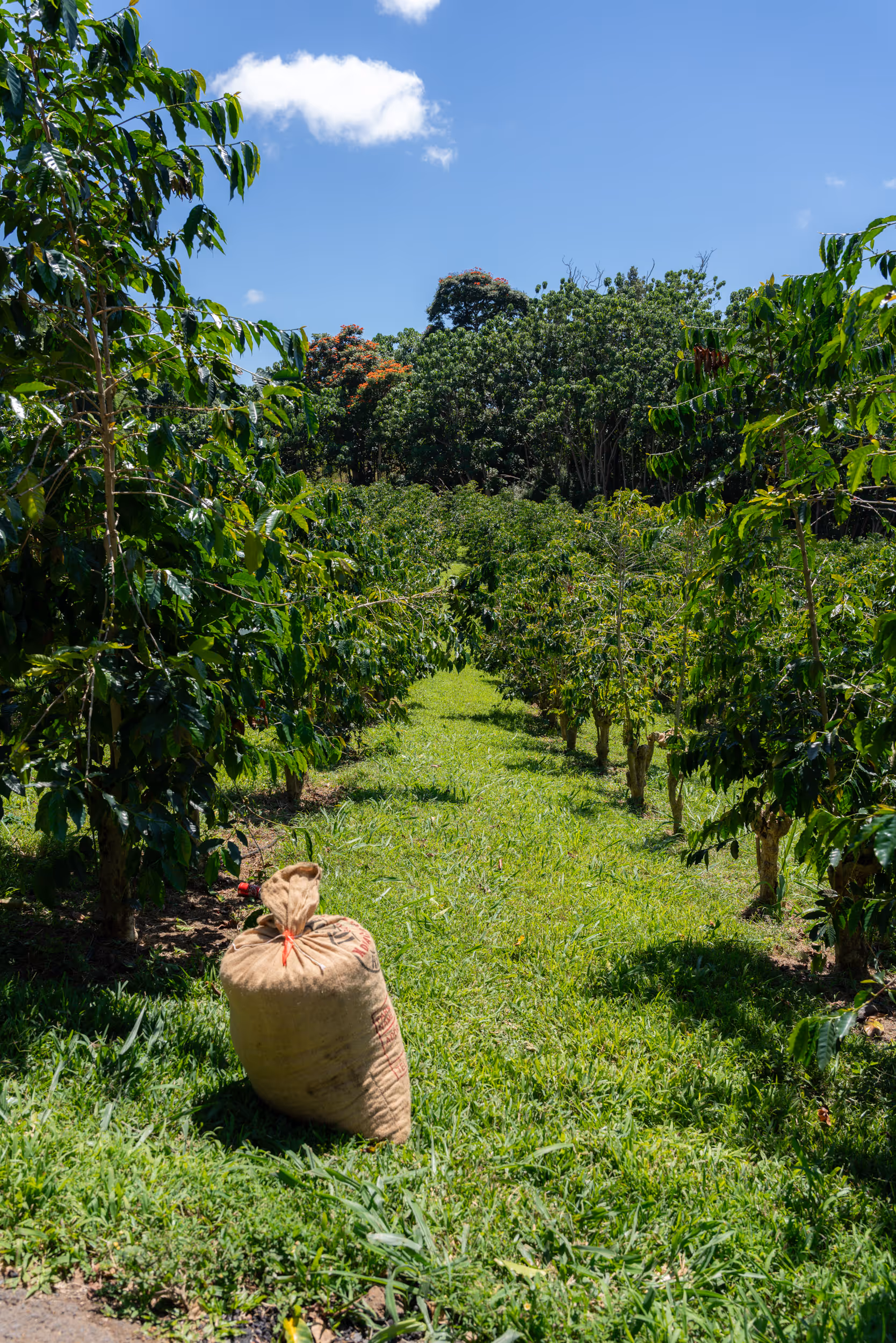 Heavenly Hawaiian Kona Coffee Farm. Hawaii. 2024.