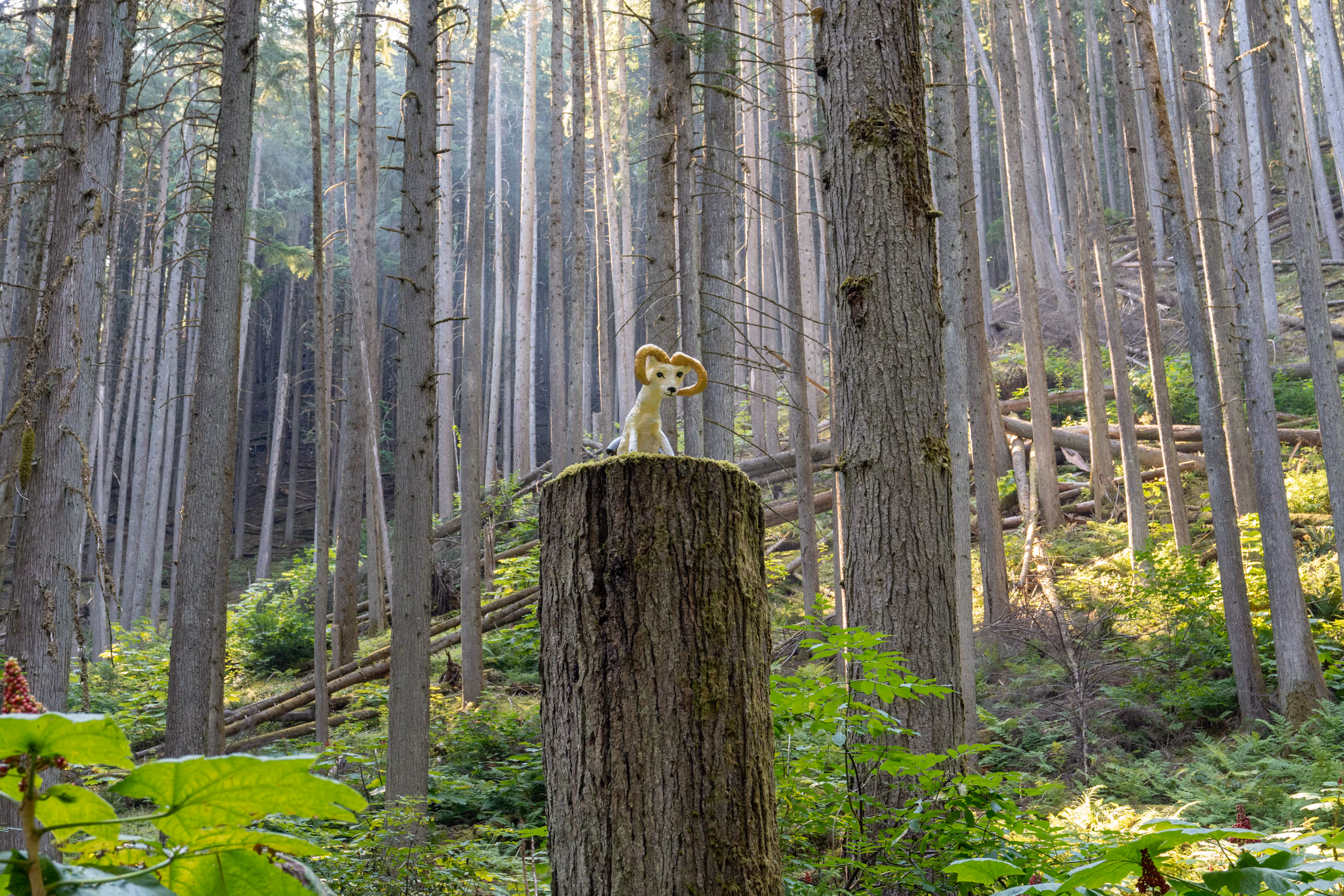 The Enchanted Forest. BC, 2024.