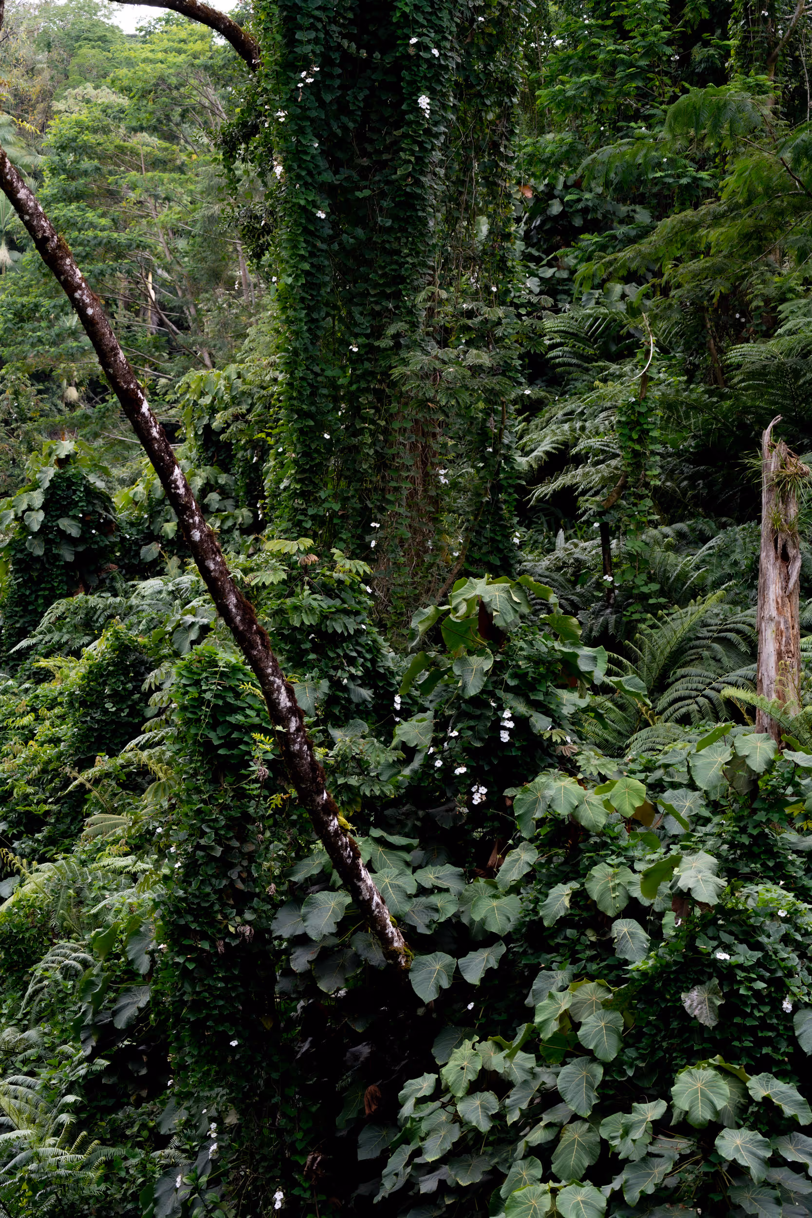 Akaka Falls. Hawaii. 2024.