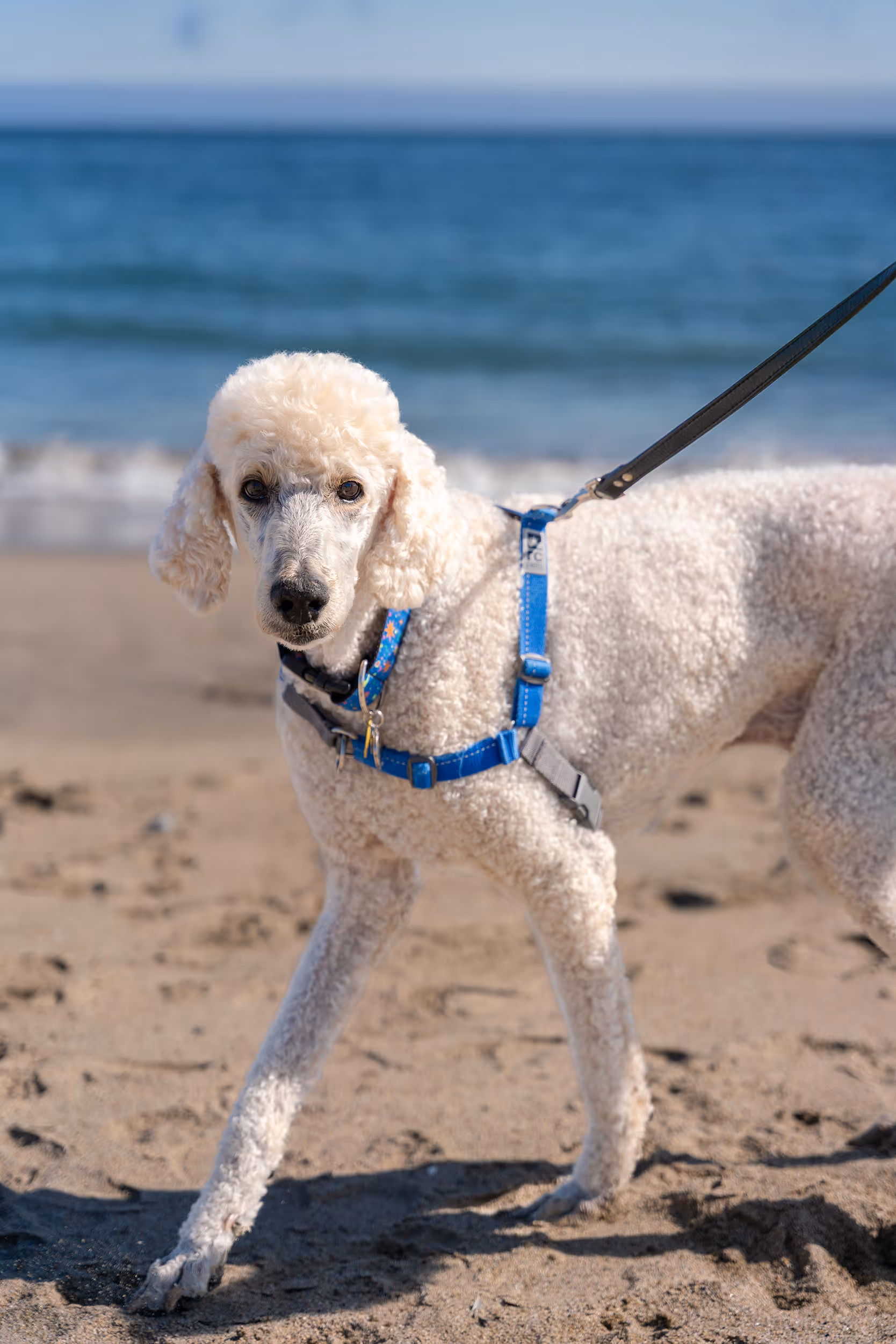 Morrie. Santa Cruz, CA. 2025.