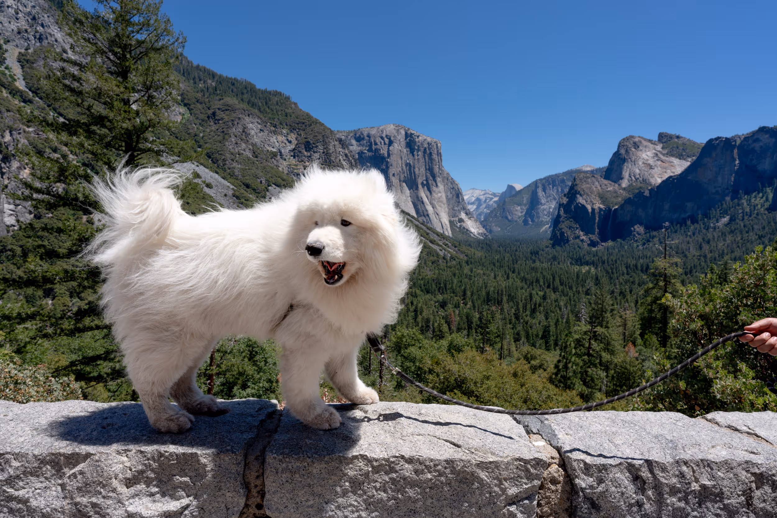 Nibbler. Yosemite National Park, CA. 2025.