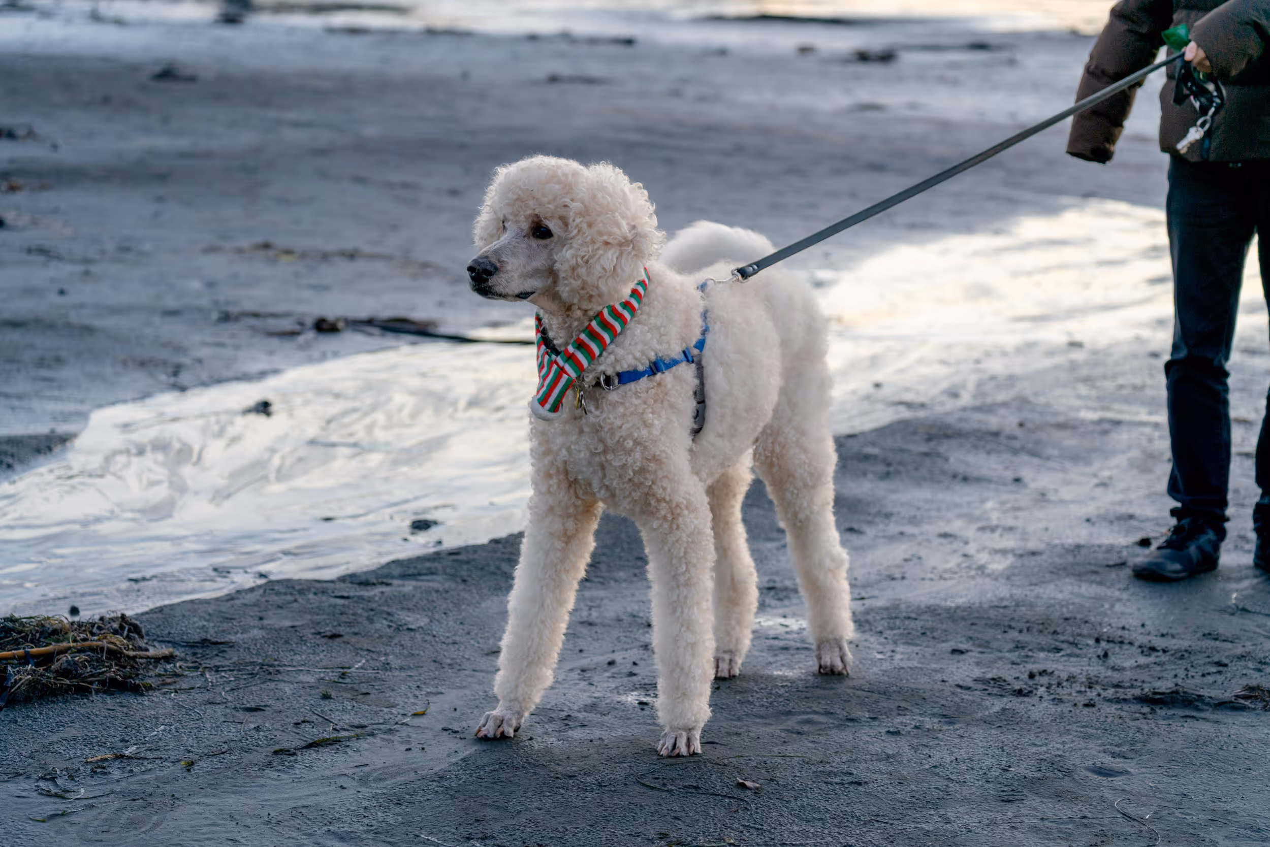 Morrie. Tofino, BC. 2025.