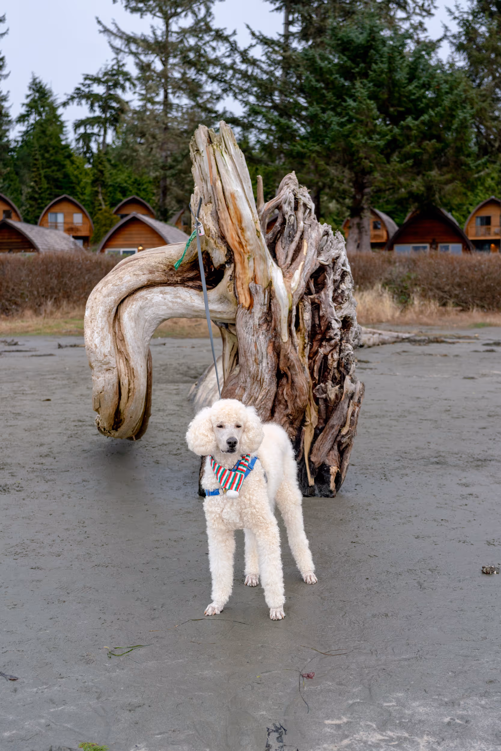 Morrie. Tofino, BC. 2025.