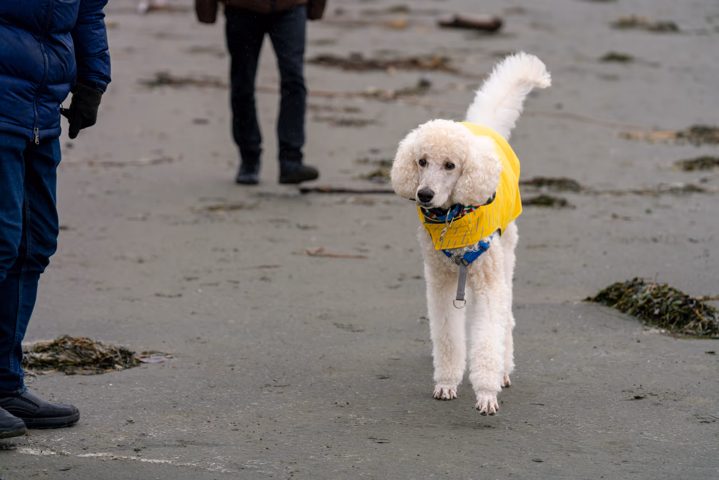 Morrie. Tofino, BC. 2025.