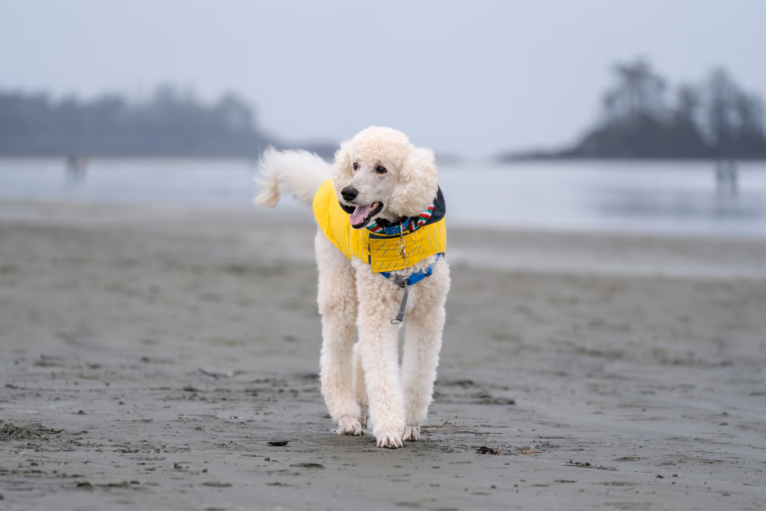 Morrie. Tofino, BC. 2025.