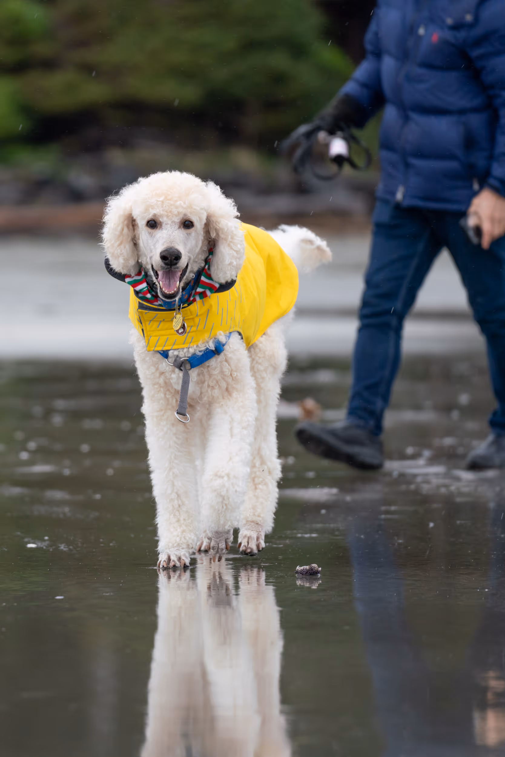 Morrie. Tofino, BC. 2025.