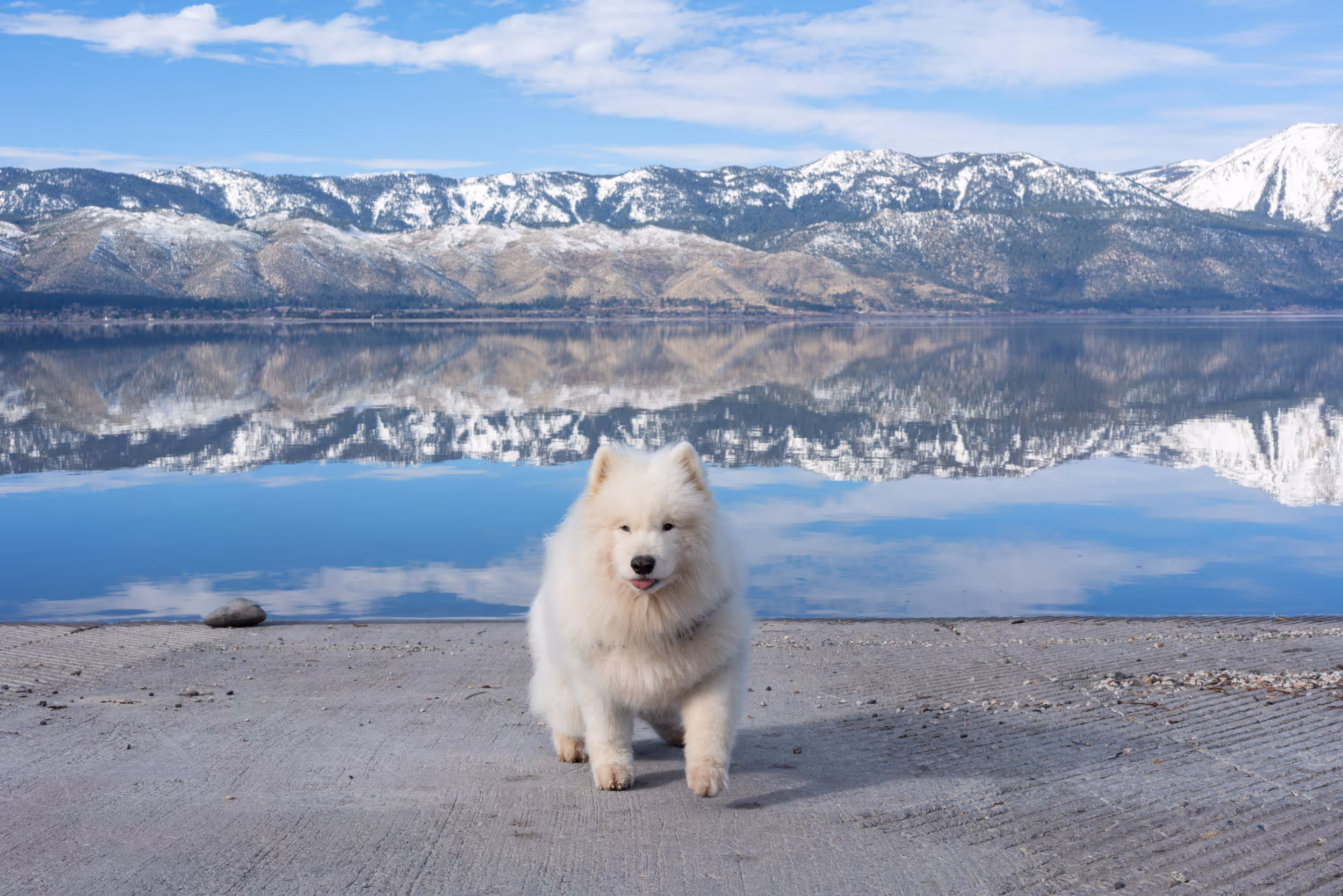 Nibbler. Washoe Lake State Park, NV. 2026.