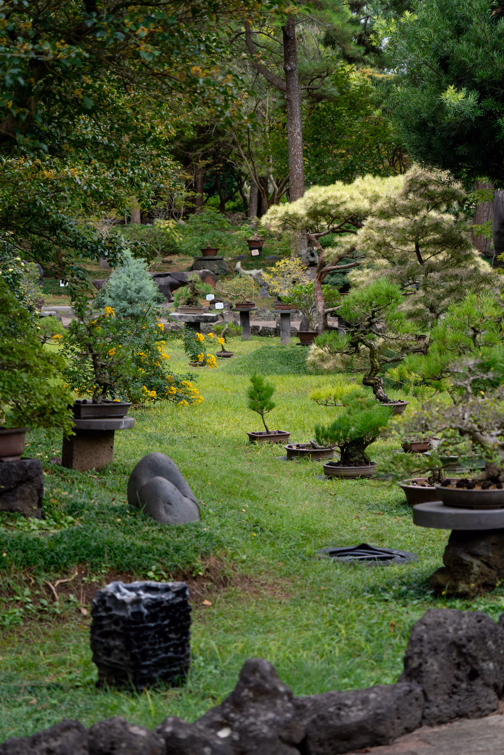 Hallim Park. Jeju, Korea. 2025.