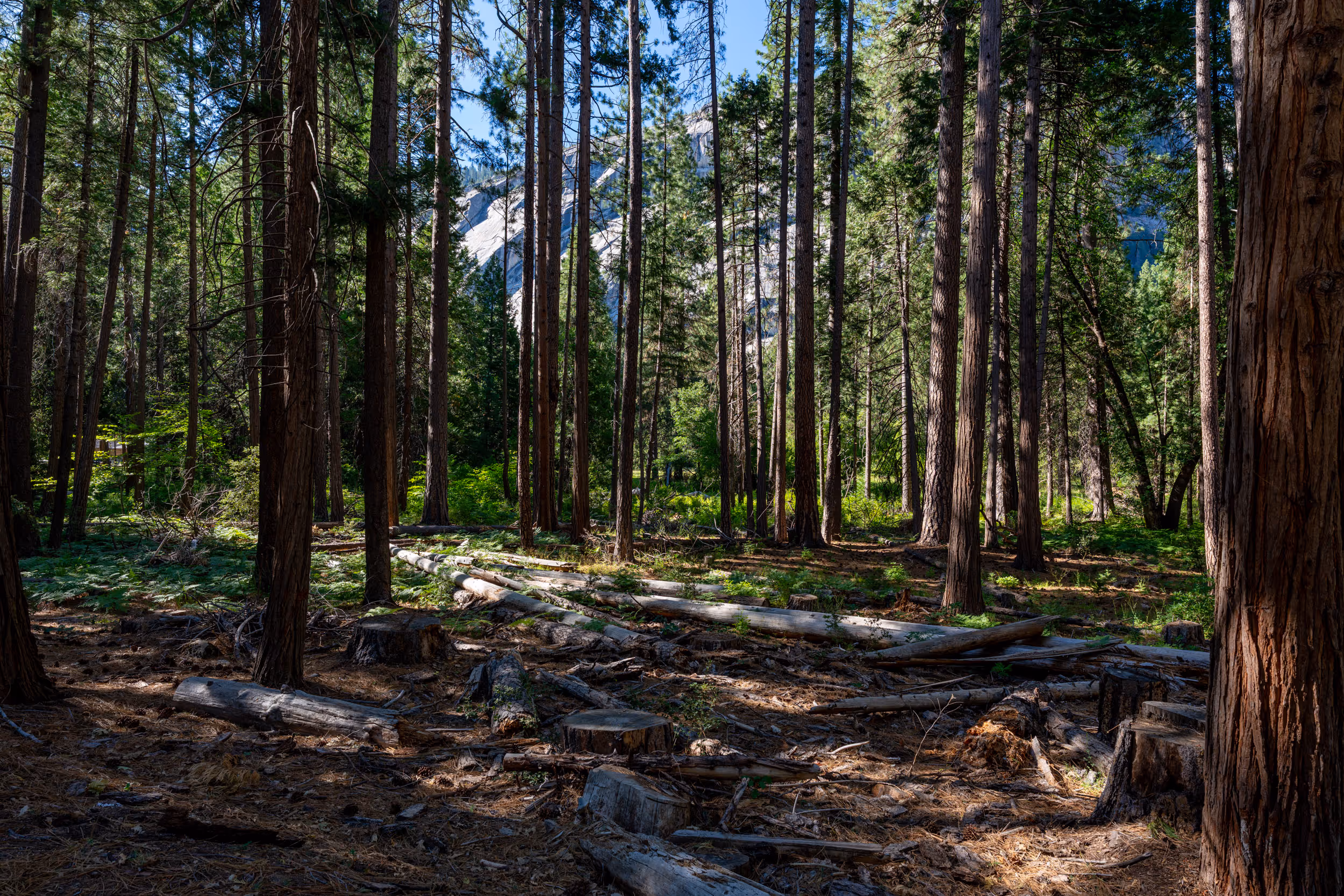 Yosemite National Park, CA. 2025.