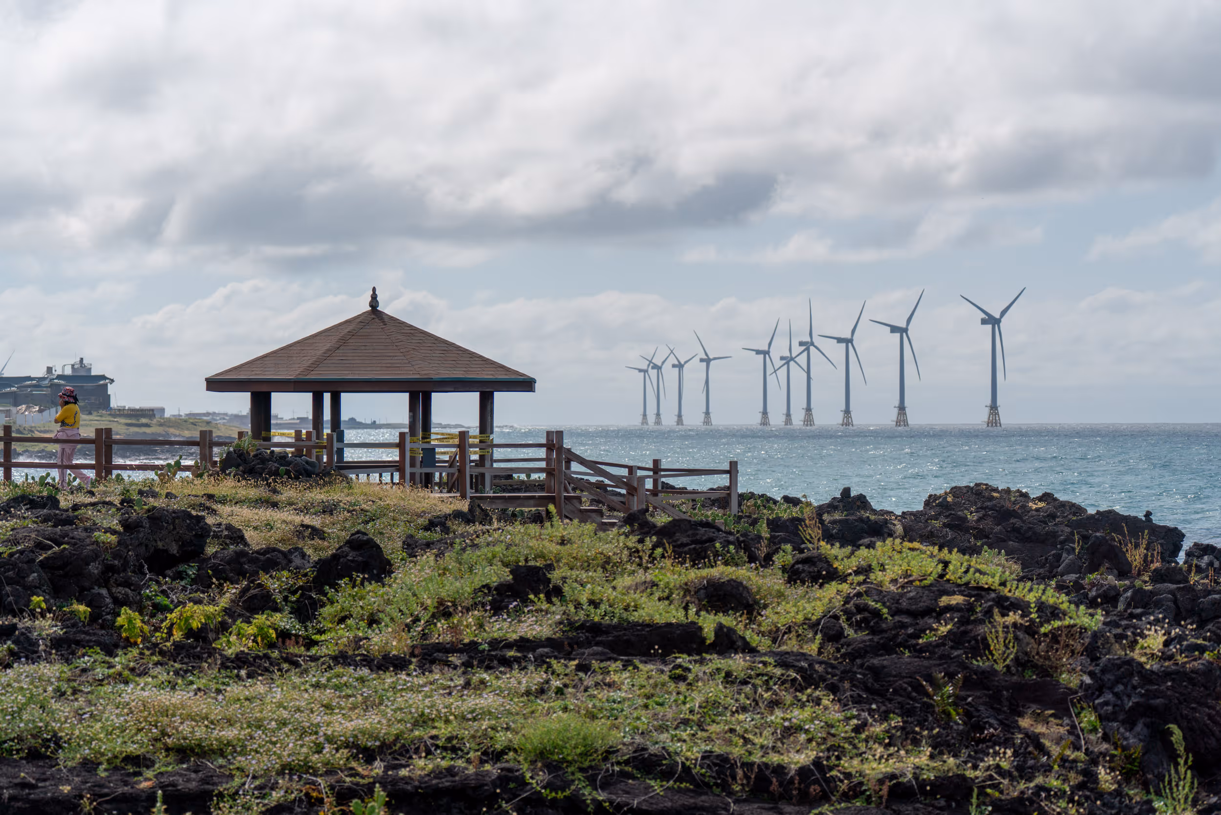 Wollyeong Cactus Colony. Jeju, Korea. 2025.