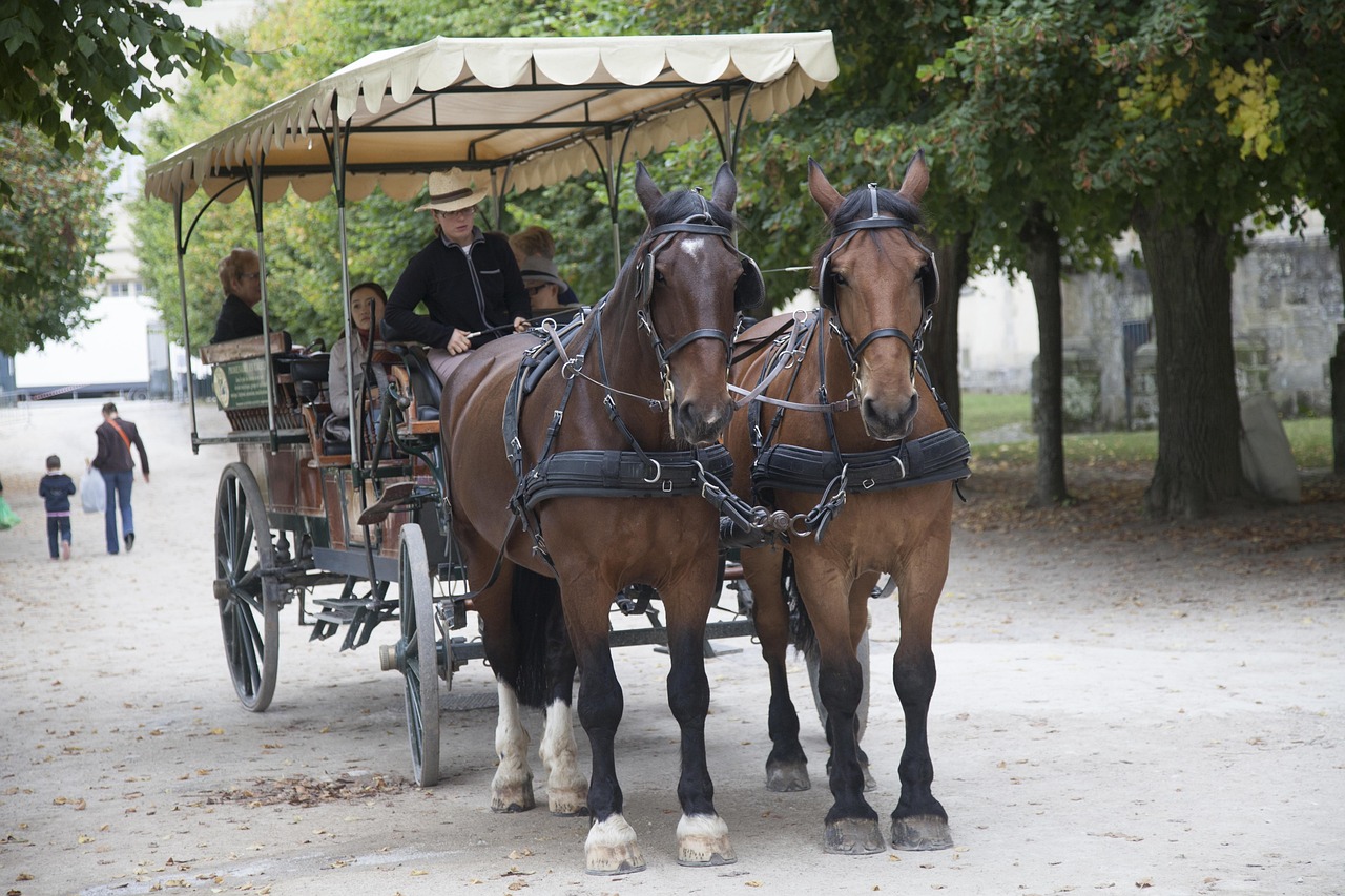 location courte durée Fontainebleau - forêt de Fontainebleau balade nature activités plein air