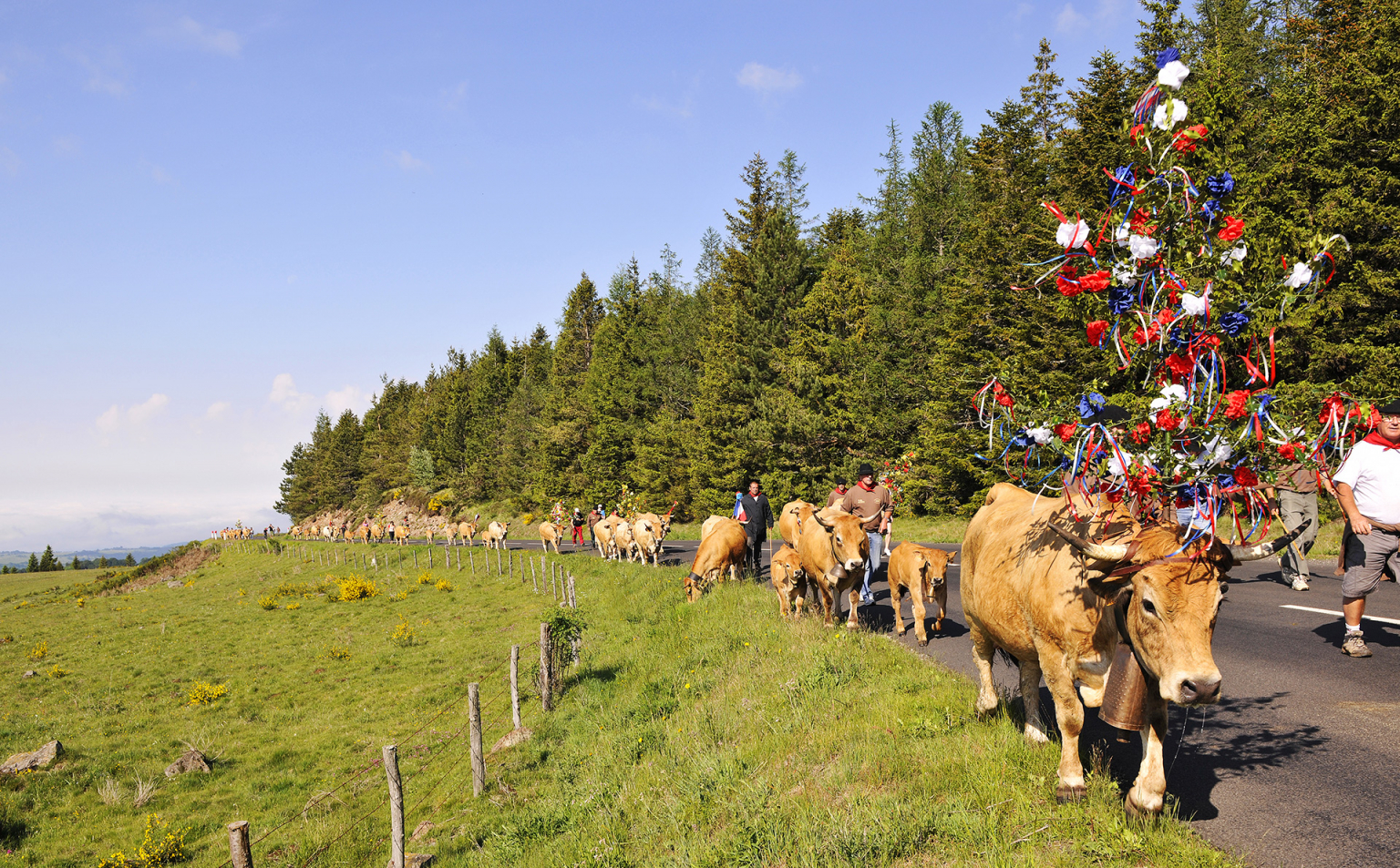 Vaches Aubrac sur les pâturages du Massif Central, terroir authentique de l'Aveyron — location saisonnière Aveyron Occitanie