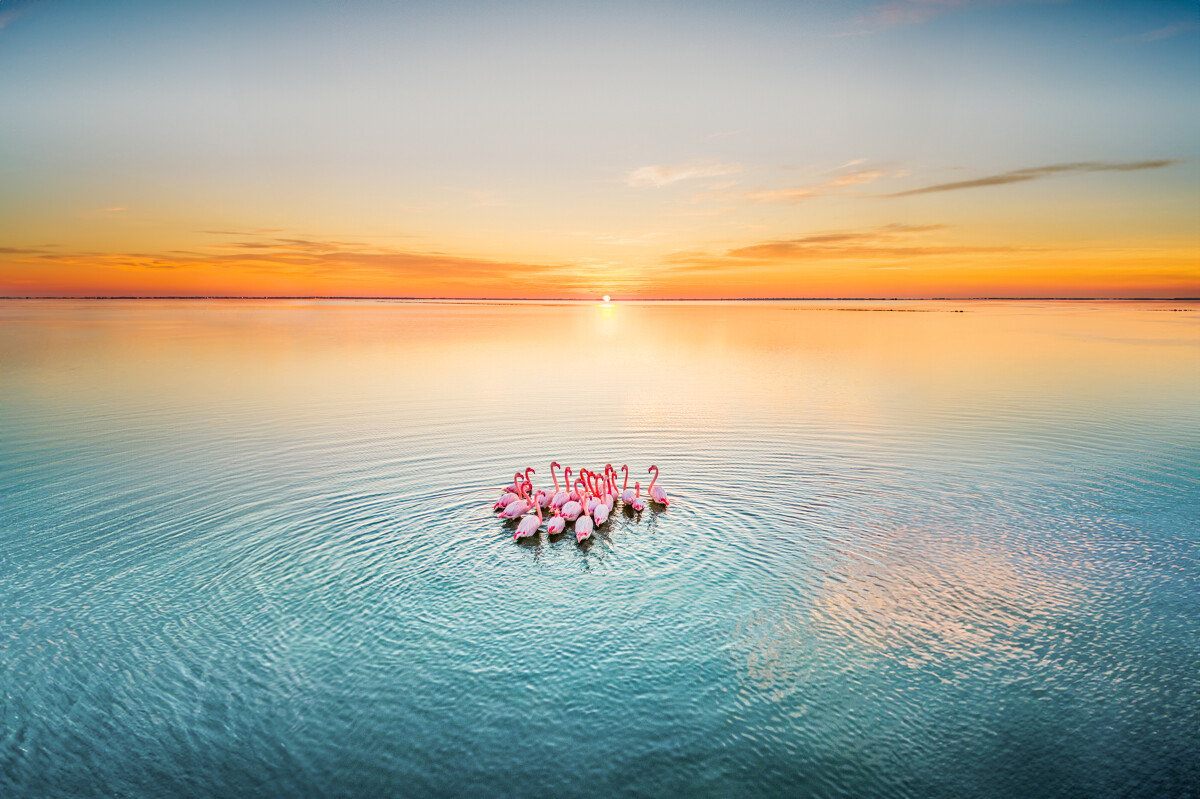 Flamants roses et tables ostréicoles sur l'étang de Thau, écrin naturel de Balaruc-les-Bains — conciergerie Airbnb Hérault