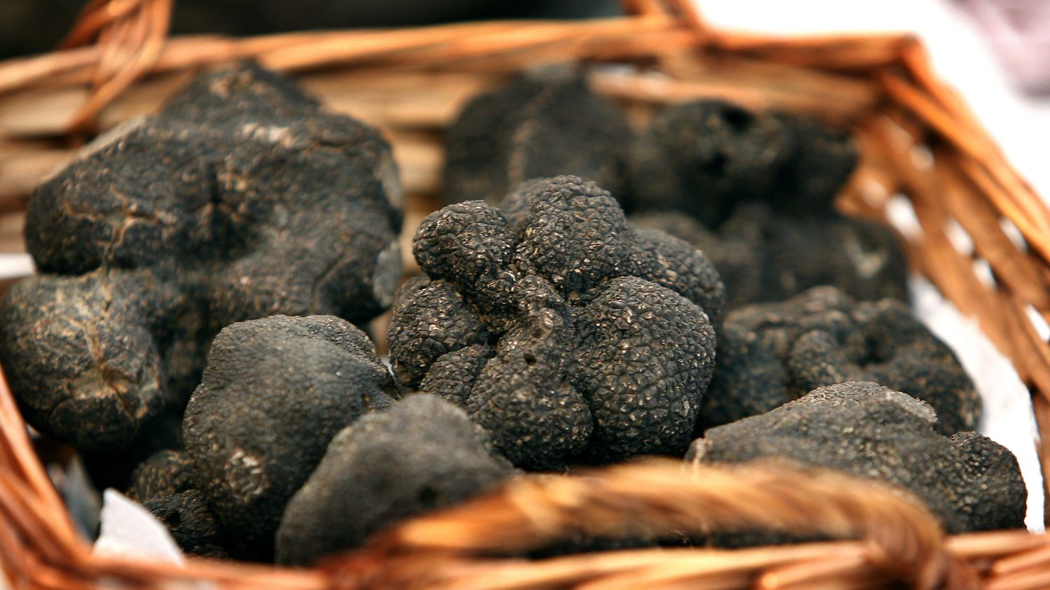 Truffes noires du Quercy, diamant noir des causses de Lalbenque dans le Lot — location saisonnière Lalbenque Quercy