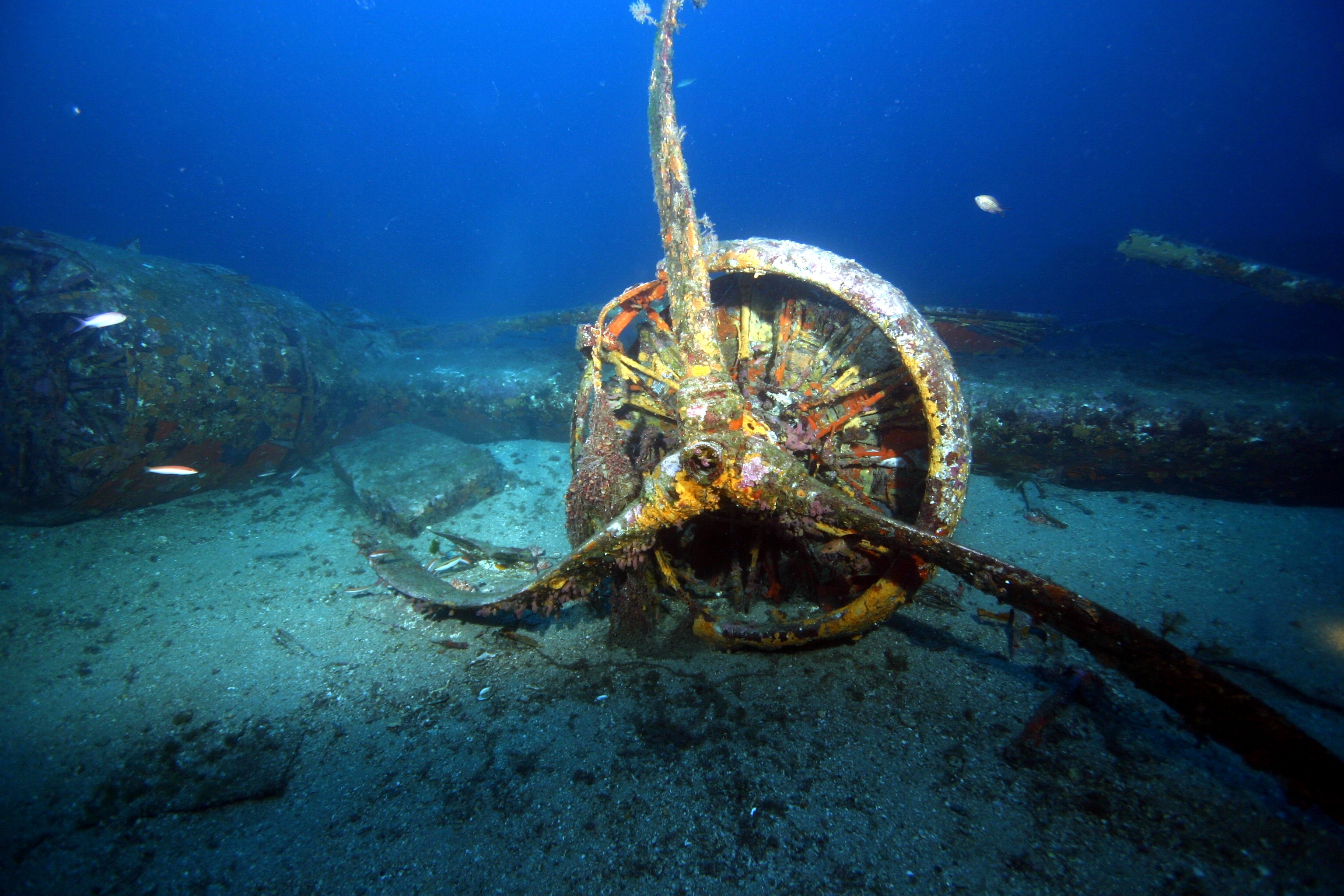 Plongée sous-marine dans les eaux cristallines de la rade de Toulon au départ de Saint-Mandrier-sur-Mer — location courte durée Var