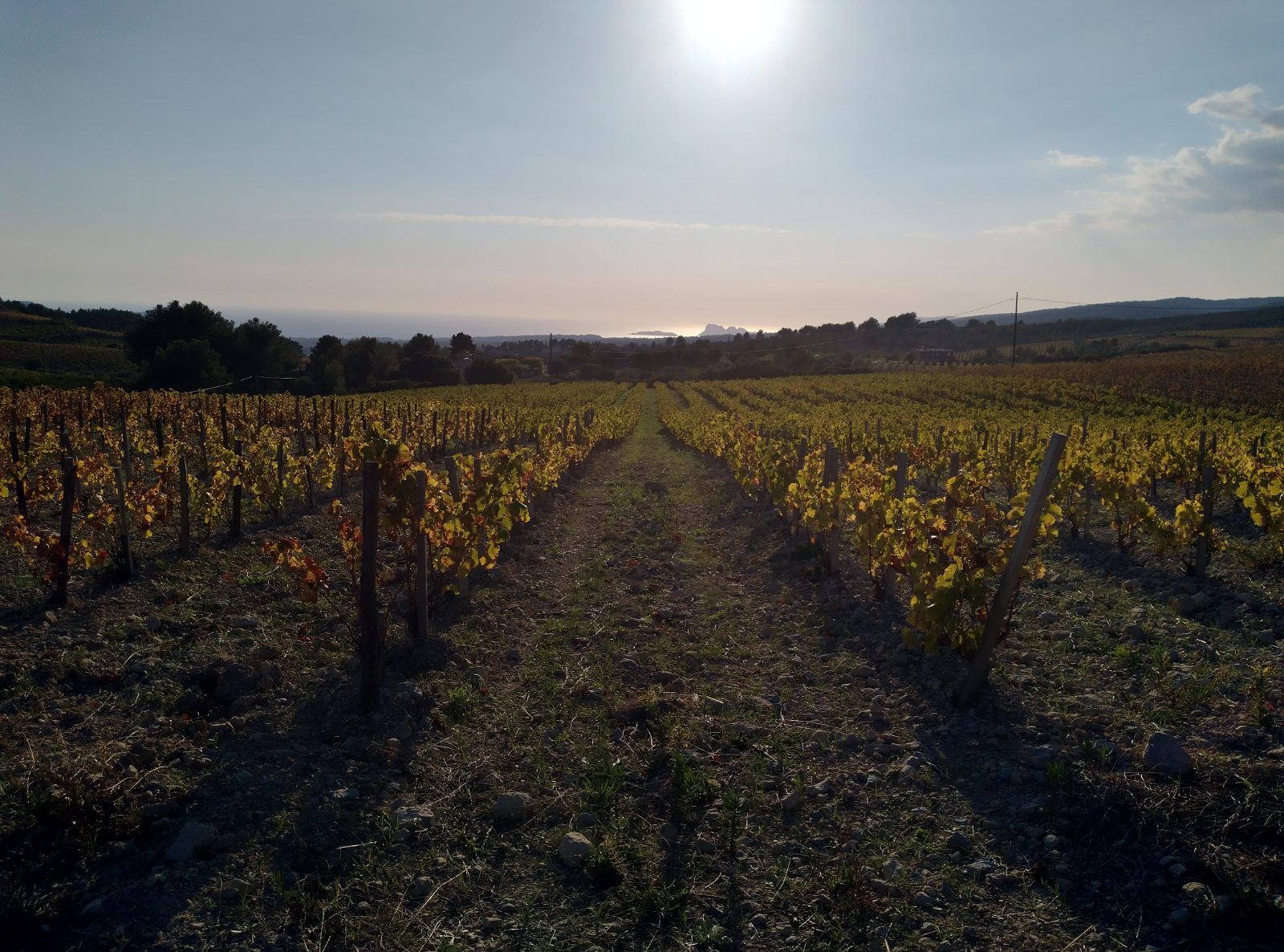 Vignoble AOC Bandol près de Saint-Cyr-sur-Mer — gestion locative Var