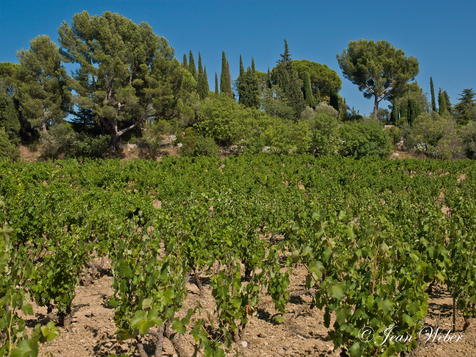 Vignoble AOC Bandol au pied du Castellet — conciergerie Airbnb Var