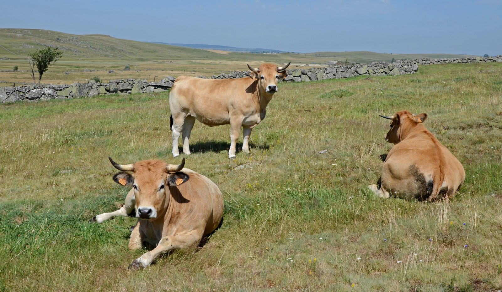 Vaches de race Aubrac sur le plateau de l'Aubrac — conciergerie Airbnb Aveyron