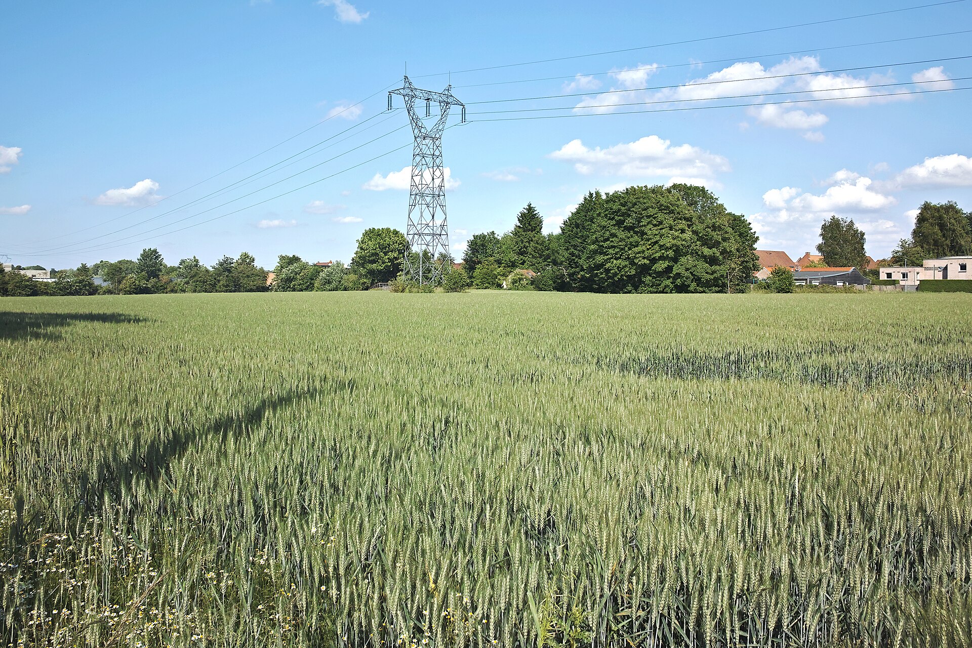 Champ de blé le long du sentier du Laurier à Wasquehal — location courte durée Nord