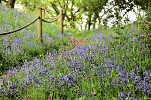 Bluebells and redcampion in the woodland