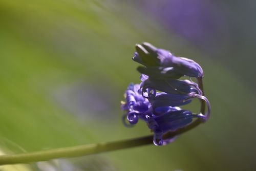 UK native bluebell