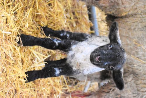 Lamb in lambing shed