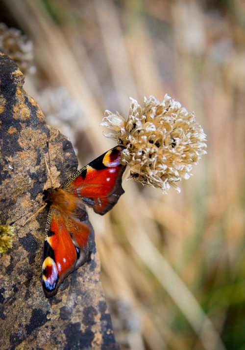 Peacock butterfly