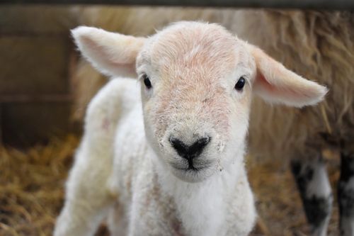 Pancake the lamb