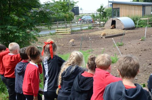 School children watching free-range piglets at Fordhall Farm