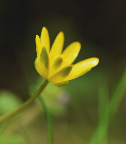 Lesser celandine flower at Fordhall Organic Farm
