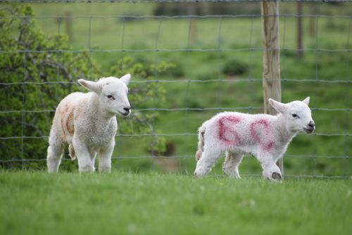 Two lambs in a field