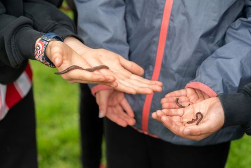 Worms found at Fordhall Farm