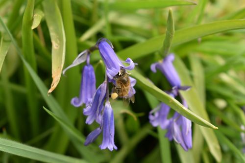 Honey bee collecting pollen and nectar from a bluebell at Fordhall Farm