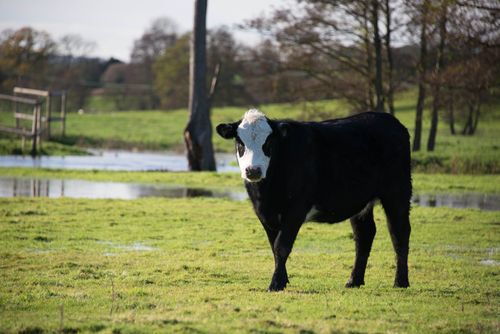 Fordhall cow in flood plane