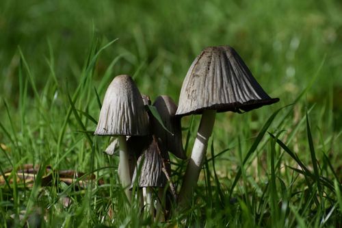 Forage for mushrooms at Fordhall Organic Farm