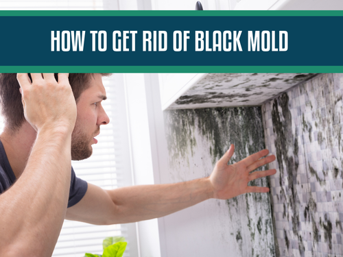 How to Get Rid of Black Mold: Remove Mold In Your Home The Safe Way