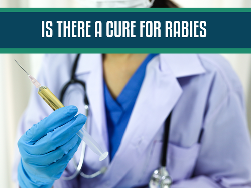 Is There a Cure for Rabies? Understanding the Facts About Treatment and Potential Cure for Rabies