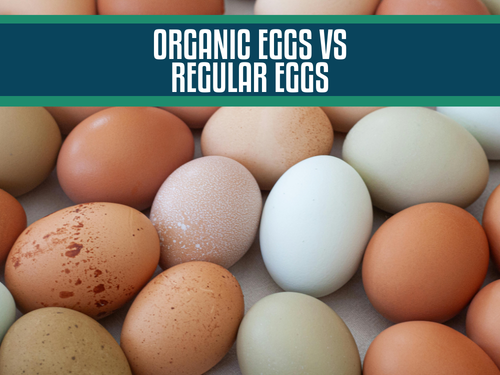 Cage-Free vs. Free-Range vs. Organic Eggs: Understanding the Differences Between Organic and Regular Eggs