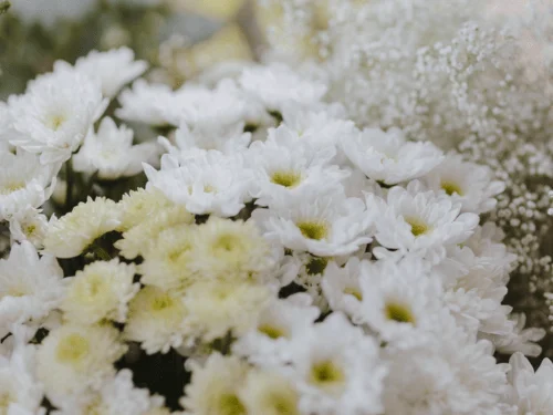 White Flowers: Types of White Flowers to Grow in Your Garden