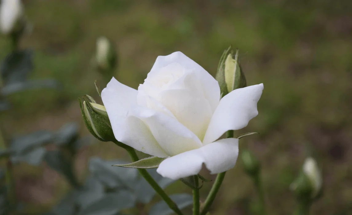White Rose (Rosa spp.) closeup