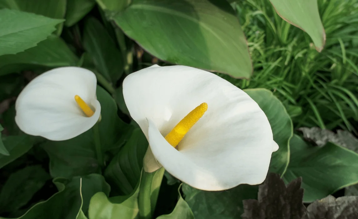 Calla Lily (Zantedeschia aethiopica) closeup
