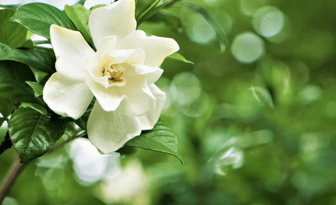 Gardenia flower closeup